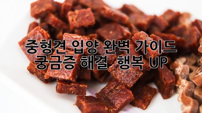 중형견 입양 완벽 가이드🐶: 궁금증 해결 & 행복 UP!